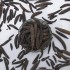 Marathi Moggu 250g | Kapok Buds | Authentic South Indian Spice